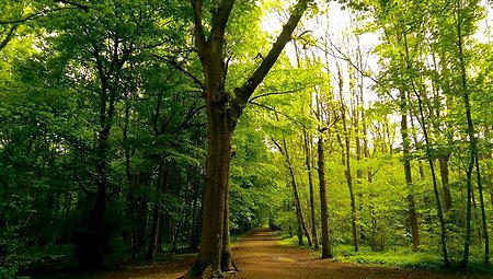 About Counselling. Tree