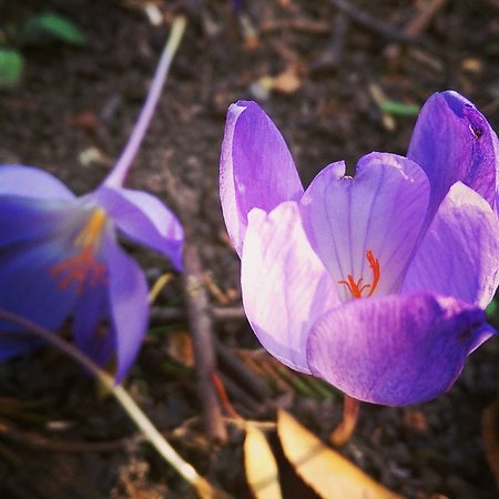 About Counselling. Crocus